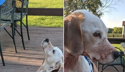 女子送来一受虐狗狗,警方苦寻主人七天,才发现主人就是她自己!