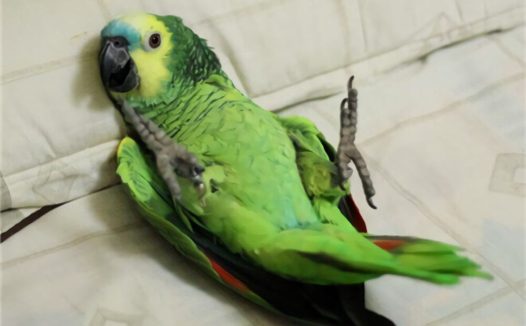 双黄头亚马逊鹦鹉身份信息