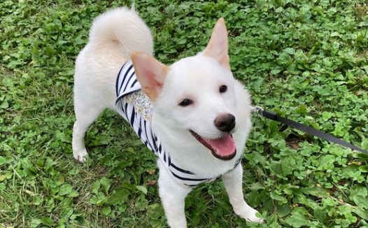 狗狗喜爱抱著主人的脚入睡，是高难度动作，狗：味儿视角正好