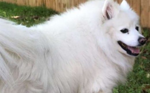 邻家猫咪时常跑院子里 只为等待狗狗好友的出现