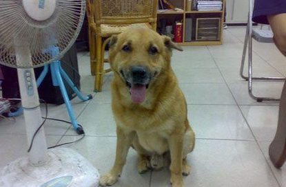 陪伴15年的消防犬辞世 队员大呼舍不得