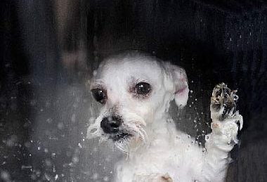 狗狗被无良主人用洗衣机洗死 引网友众怒