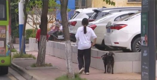 韶关已明确!这些犬种禁养,违法养犬可被举报