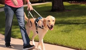 携导盲犬坐火车须带“四证”