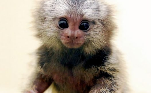 狨猴身份信息