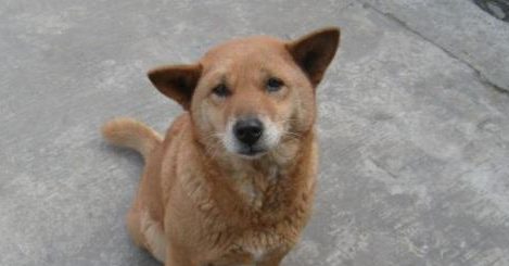 小奶狗还没有长牙，主人家用手指逗它，小宝贝好发火，一脸奶凶奶凶的