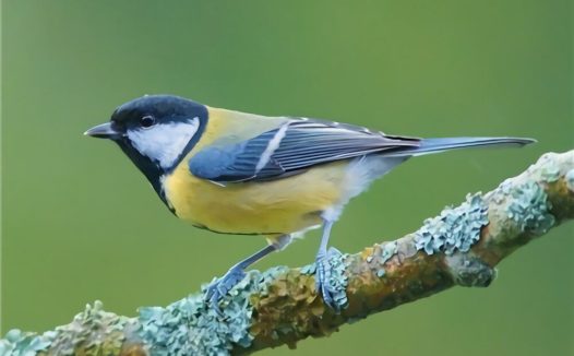 大山雀身份信息