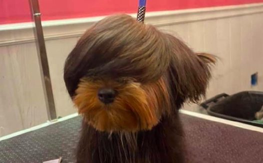 狗狗从一个糟老头子，瞬间变成人见人爱的靓仔，论发型的重要性！