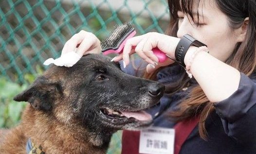 亲人狼犬遭弃养在收容所 就算受伤仍然非常爱撒