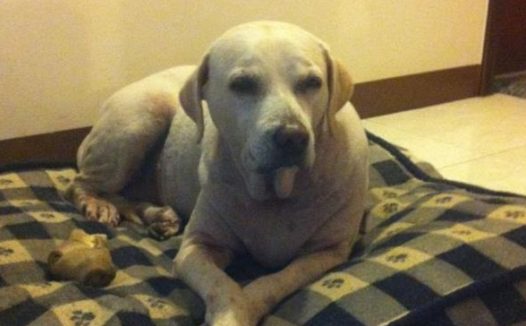 19岁狗狗全身瘫痪,每晚痛得哀嚎,主人含泪给它做安乐死