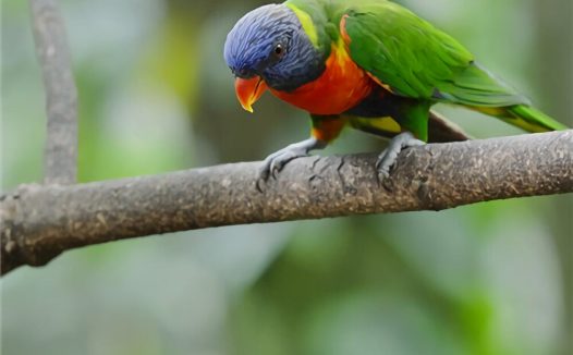 蓝头鹦哥身份信息