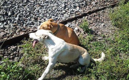 二只狗狗想自杀“卧轨自杀”？公安民警过来拦阻，了解真相后眼圈湿透了