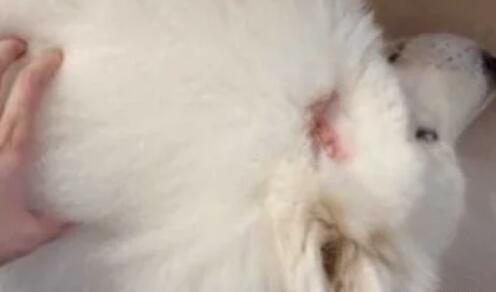 这条恶犬咬狗又咬人为什么主人就是不牵绳