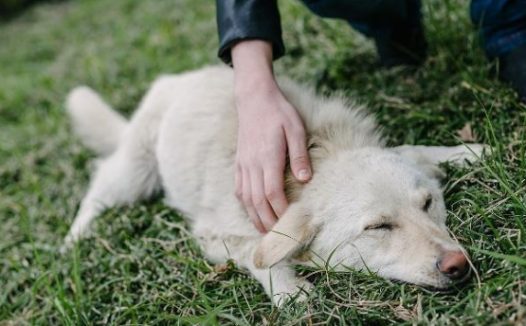 吉娃娃自学技能，把大白熊犬当马骑，在其背上坐立自如