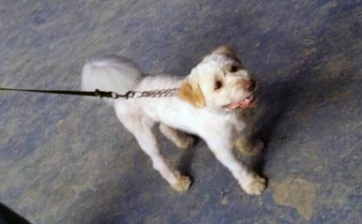 流浪狗变身饭圈情敌,林更新粉丝想魂穿它,它就是串串狗小八