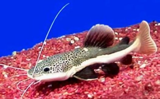 豹斑脂鲶身份信息