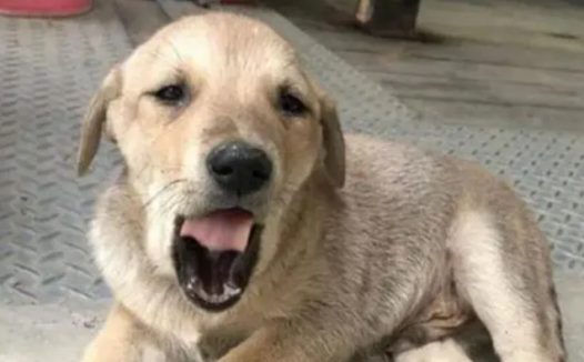 狗狗打工30多天，没生意还要被扣工资