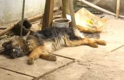 昆明一养殖基地60只狗中毒身亡，老板怀疑有人故意投毒