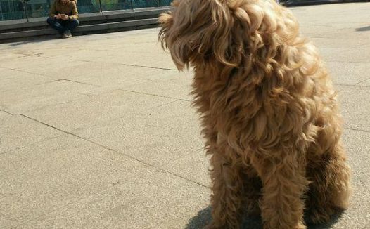 主人借去超市为由把狗狗丢在广场，在原地痴痴地等待谁叫它都不动