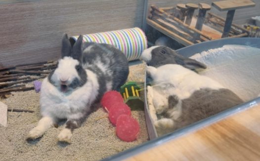 梨园狗市变身宠物乐园,带着宠物逛“商城”