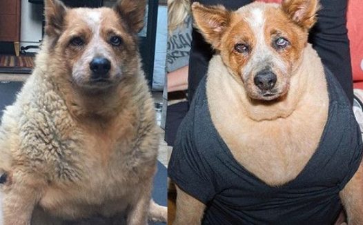 流浪狗体重高达53公斤 爱狗女星得知后爱心收养