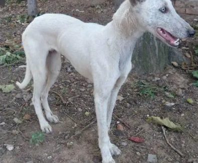 安阳狗主人晚上登门道歉,称已不在小区内养狗,被咬78岁老人接受道歉不要赔偿,自掏2000元打狂犬疫苗