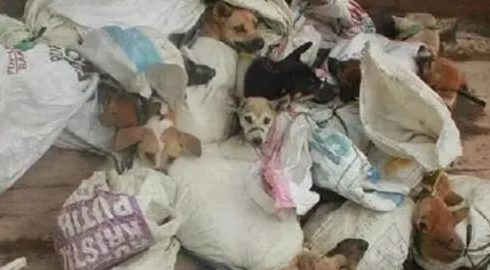 狗贩们虐杀宠物狗进行狗肉交易,是导致这里狂犬病蔓延的主要原因