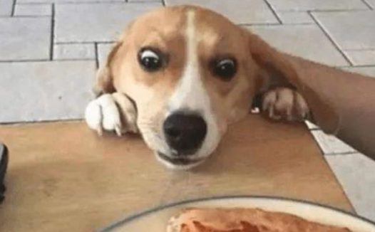 狗偷吃猫罐头，主人特别的惩罚方式，狗：我被封印！