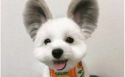 狗狗因“串串”被抛弃,卖都没人要,改造后却成了网红