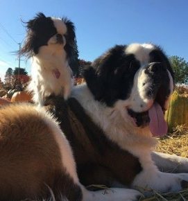 根本宠物界白马王子！圣伯纳甘愿当蝴蝶犬的驮兽