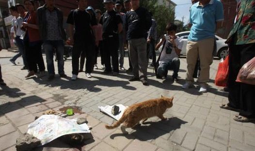 猫如此的灵活,为什么马路被压死的猫比狗多?