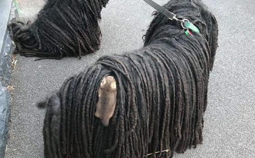 带拖把犬出门遛弯,发现它的背上沾着啥,搭便车呢?