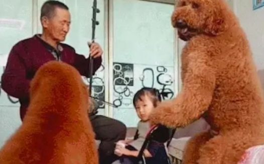 网友养的两只巨型贵宾犬,坐着都比人高还壮实,这是要成精了吗?