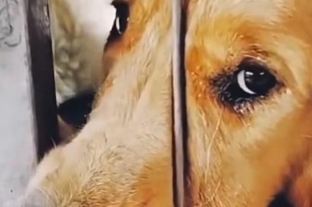 可怜的金毛，主人的喜新厌旧，被狠心卖给狗肉馆，即将端上餐桌