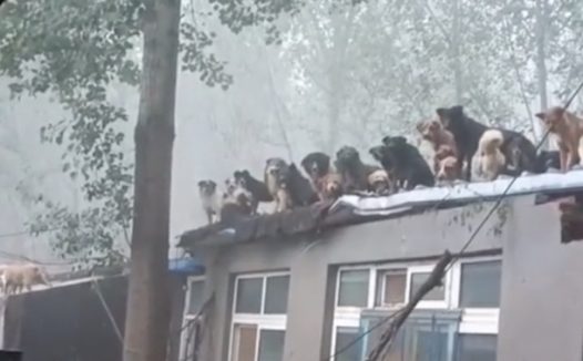 以为流浪狗都淹死了，回去发现它们都在房顶上