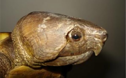 鹰嘴龟身份信息