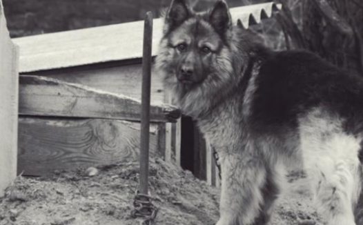 狗狗被主人锁在后院多年，第一次看到海，它激动得嗷嗷叫