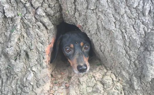 室外锄草不经意听到怪异狗吠声,好奇心找寻后马上通电话报警