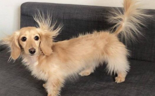 当狗狗遇到了静电感应，耳朵里面小尾巴四肢的毛都竖起来了，好有灵气的觉得