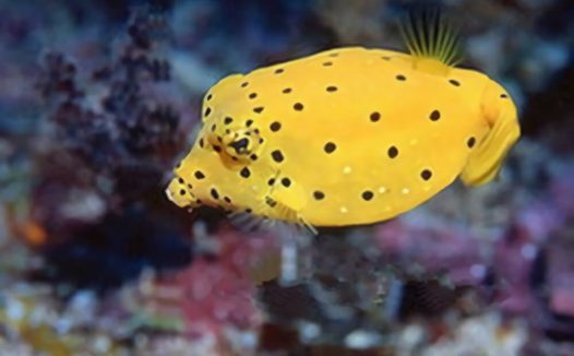 木瓜鱼身份信息