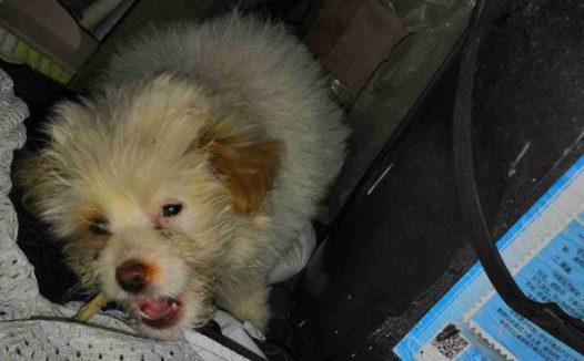 流浪狗饿坏了在啃冻结的剩饭食,小家伙勤奋生存的样子,叫人心酸