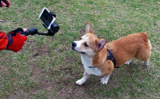 柴犬直播月入百万,能火过“薇娅李佳琦”吗?