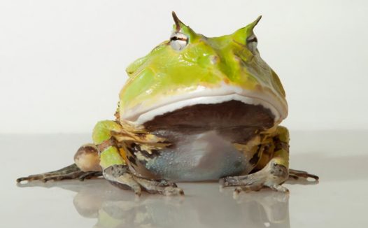 亚马逊角蛙身份信息