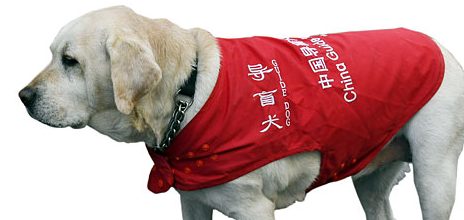 导盲犬进公共场所不应遭拒