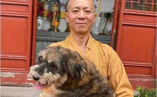 和尚不念经!27年救5500只流浪狗,用实际行动践行「慈悲为怀」