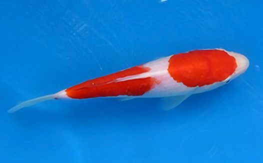 红白锦鲤身份信息