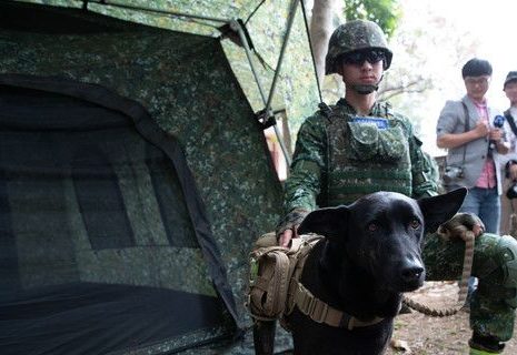 将被安乐死浪浪被领养回部队 从软脚虾变英勇军犬