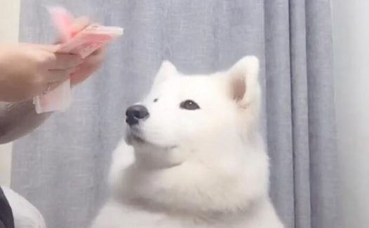 主人收养流浪狗，家里萨摩生气不理主人，萨摩：才几天就有新狗了