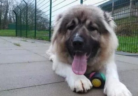 一只未成年幼犬被救后，两天就吃穷了救助中心！领养要求超简单