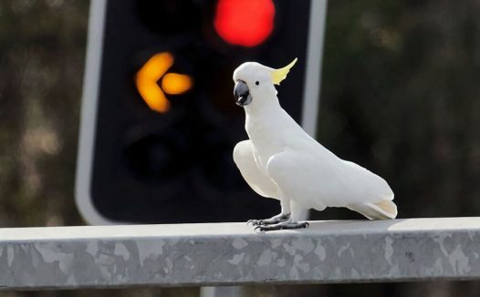 小葵花凤头鹦鹉身份信息